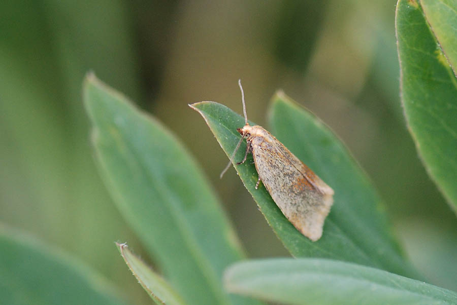 Da determinare - Celypha rufana (Tortricidae)